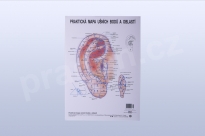 Akupunkturní mapa ucha, formát A3