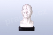 Akupunkturní model - hlava 21 cm - akumodel